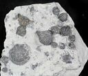 Silurian Brachiopod Fossil Association - Waldron Shale, Indiana #26799-1